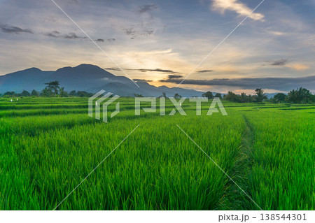 Beautiful morning view in Indonesia, panoramic landscape of rice fields with mountain ranges and clear sky Beautiful morning view in Indonesia, panoramic landscape of rice fields with mountain ranges and clear sky 138544301