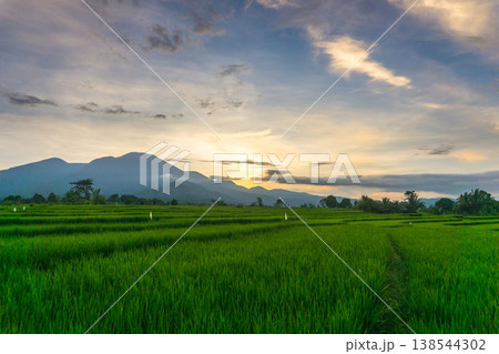 Beautiful morning view in Indonesia, panoramic landscape of rice fields with mountain ranges and clear sky Beautiful morning view in Indonesia, panoramic landscape of rice fields with mountain ranges and clear sky 138544302