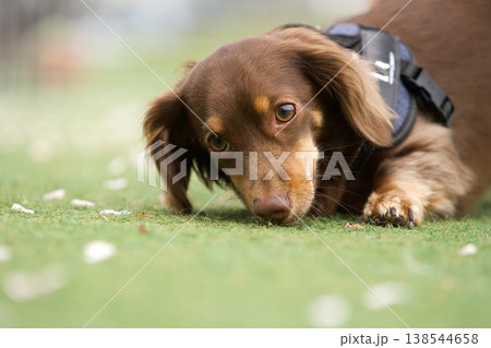 うつ伏せで見つめる犬 138544658