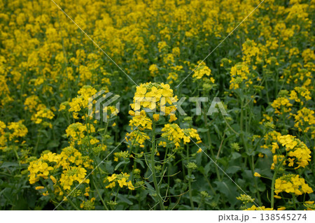 千葉県　清明の菜の花 138545274
