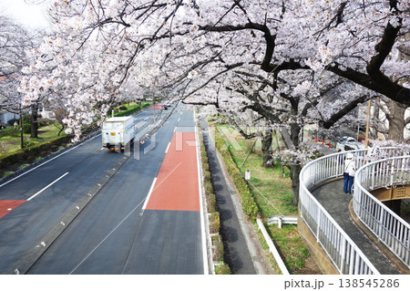 東京都国立市の大学通り歩道橋の桜2026 東京都国立市の大学通り歩道橋の桜2026 138545286