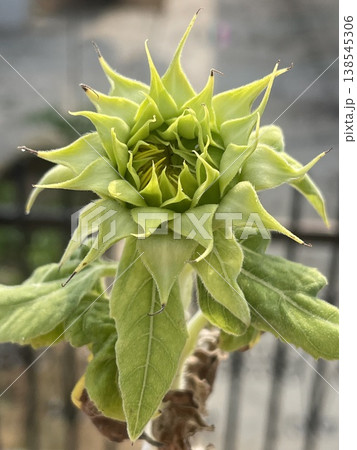 Close Up Of Green Sunflower Bud Helianthus Annuus Before Blooming Close Up Of Green Sunflower Bud Helianthus Annuus Before Blooming 138545306