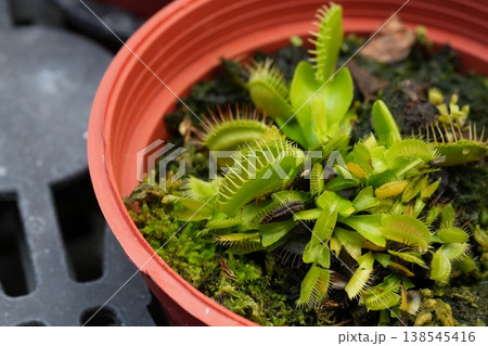 食虫植物 食虫植物 138545416
