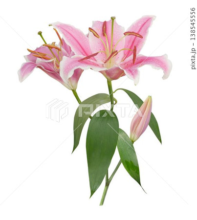 Beautiful pink lily flower isolated on white background 138545556