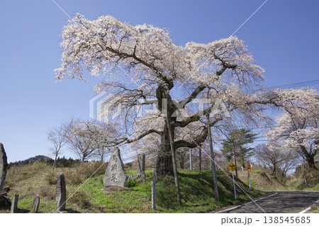羽生の桜(はりゅうのさくら) 羽生の桜(はりゅうのさくら) 138545685