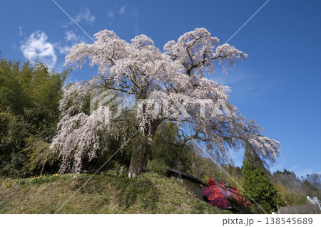 火打石のしだれ桜 火打石のしだれ桜 138545689