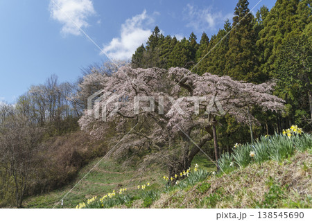 岩倉桜 138545690