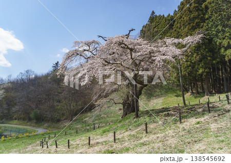 岩倉桜 138545692