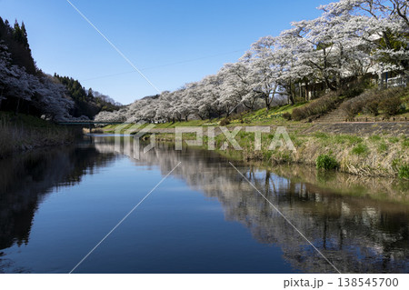 夏井千本桜 夏井千本桜 138545700