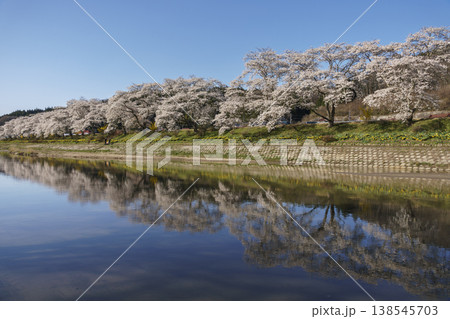 夏井千本桜 138545703