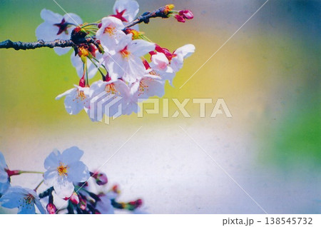 桜 桜 138545732