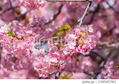 満開の河津桜とメジロ 138545761