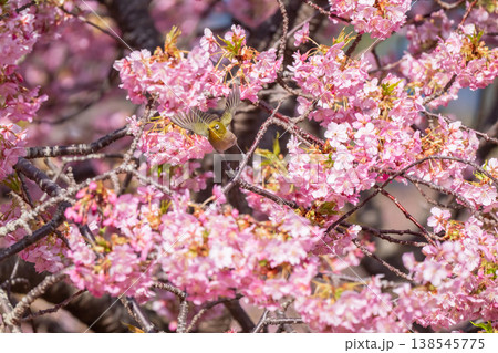満開の河津桜とメジロ 138545775