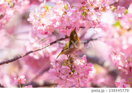 満開の河津桜とメジロ 138545779