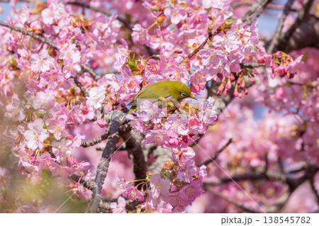 満開の河津桜とメジロ 満開の河津桜とメジロ 138545782