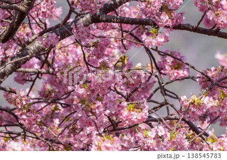 満開の河津桜とメジロ 満開の河津桜とメジロ 138545783