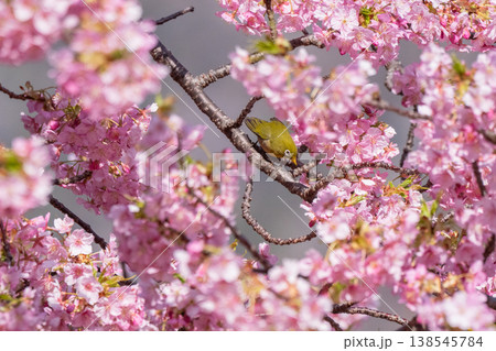 満開の河津桜とメジロ 満開の河津桜とメジロ 138545784