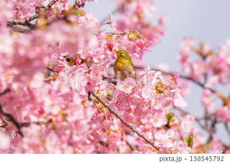 満開の河津桜とメジロ 138545792
