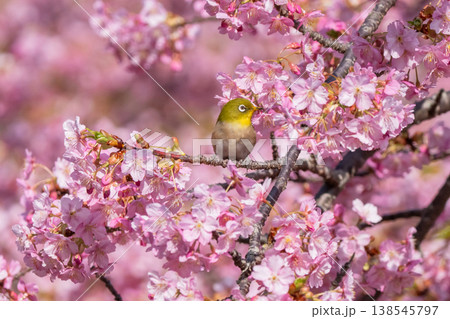 満開の河津桜とメジロ 満開の河津桜とメジロ 138545797