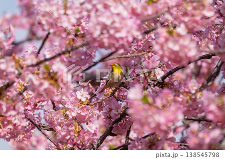 満開の河津桜とメジロ 138545798