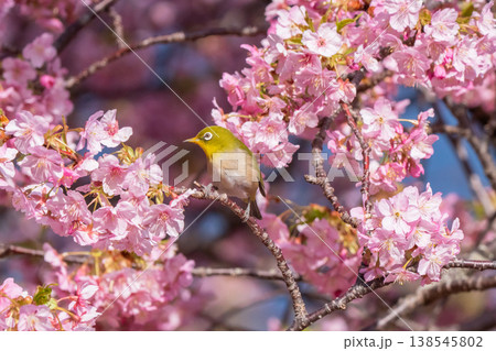 満開の河津桜とメジロ 138545802