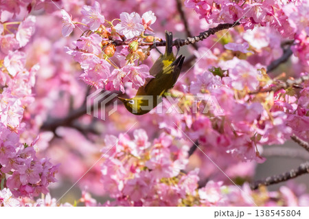 満開の河津桜とメジロ 138545804
