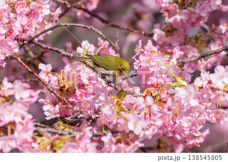 満開の河津桜とメジロ 138545805