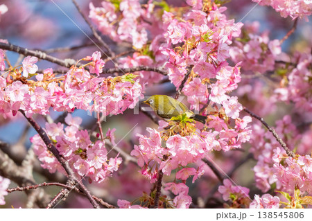 満開の河津桜とメジロ 138545806