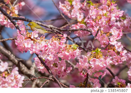 満開の河津桜とメジロ 満開の河津桜とメジロ 138545807