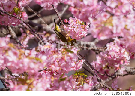 満開の河津桜とメジロ 138545808