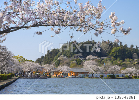 水戸市千波湖畔のソメイヨシノと偕楽園と好文亭 138545861