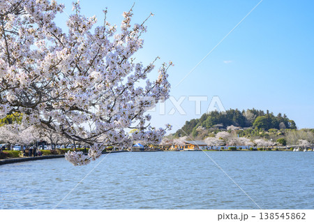 水戸市千波湖畔のソメイヨシノと偕楽園と好文亭 138545862