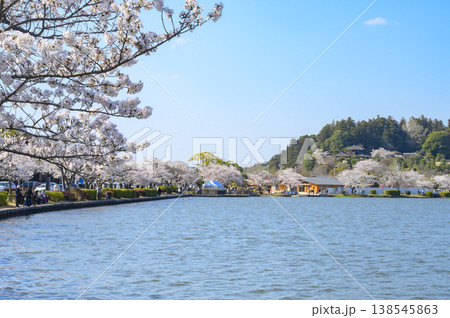 水戸市千波湖畔のソメイヨシノと偕楽園と好文亭 138545863