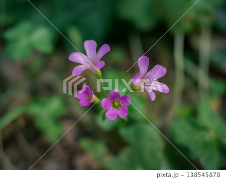 花 フラワー お花 138545878