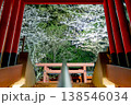 鳥居の先の桜 138546034