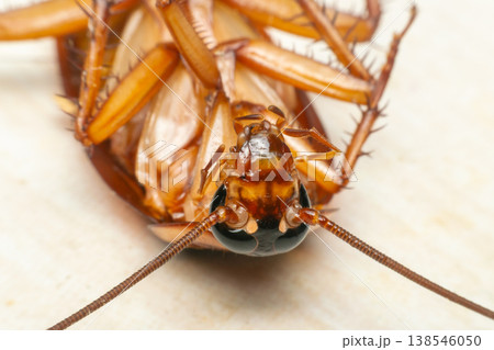 Extreme macro close up of cockroach showing detailed eyes antenna and body texture highlighting pest infestation hygiene risk and household contamination concept 138546050