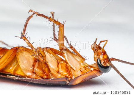 Macro close up of dead cockroach on its back showing detailed body legs and texture highlighting pest problem hygiene risk and household contamination Macro close up of dead cockroach on its back showing detailed body legs and texture highlighting pest problem hygiene risk and household contamination 138546051