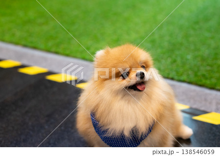 Close up of fluffy pomeranian dog sitting outdoors on pavement with green grass background showing adorable pet lifestyle companionship and happiness Close up of fluffy pomeranian dog sitting outdoors on pavement with green grass background showing adorable pet lifestyle companionship and happiness 138546059