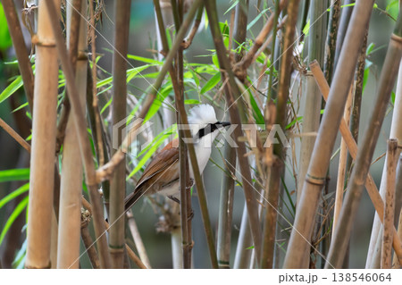 White crested laughingthrush perched among bamboo stems in natural habitat showing wildlife behavior birdwatching interest and forest environment with soft background White crested laughingthrush perched among bamboo stems in natural habitat showing wildlife behavior birdwatching interest and forest environment with soft background 138546064