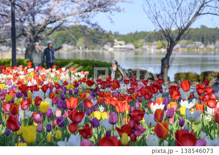 水戸市千波湖公園のチューリップと遊歩道 水戸市千波湖公園のチューリップと遊歩道 138546073