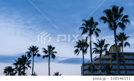 マジックアワーに立ち並ぶヤシの木 138546151