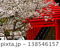 桜と鳥居 138546157