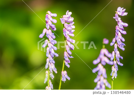 Purple blue flowers of the Tufted Bird vetch, Cow vetch (Vicia cracca) wildflower in green grass 138546480