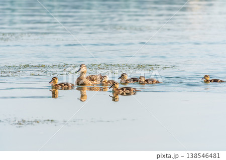 A family of ducks, a duck and its little ducklings are swimming in the water. The duck takes care of its newborn ducklings. Mallard, lat. Anas platyrhynchos 138546481