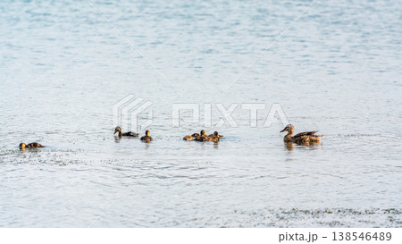 A family of ducks, a duck and its little ducklings are swimming in the water. The duck takes care of its newborn ducklings. Mallard, lat. Anas platyrhynchos 138546489