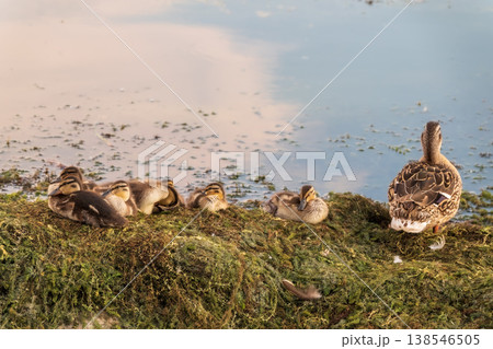 Adult duck with many ducklings sits on green shore of pond Adult duck with many ducklings sits on green shore of pond 138546505