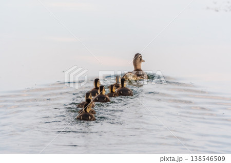 A family of ducks, a duck and its little ducklings are swimming in the water. The duck takes care of its newborn ducklings. Mallard, lat. Anas platyrhynchos A family of ducks, a duck and its little ducklings are swimming in the water. The duck takes care of its newborn ducklings. Mallard, lat. Anas platyrhynchos 138546509