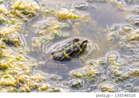 A large green frog sits in the marsh. 138546510