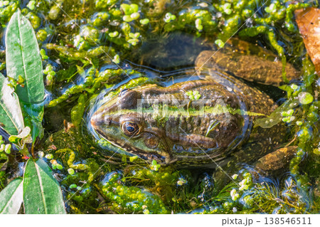 A large green frog sits in the marsh. A large green frog sits in the marsh. 138546511