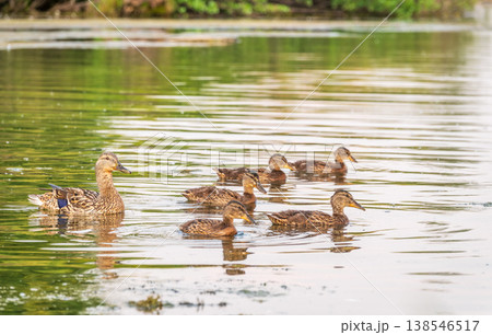 A family of ducks, a duck and its little ducklings are swimming in the water. The duck takes care of its newborn ducklings. Mallard, lat. Anas platyrhynchos A family of ducks, a duck and its little ducklings are swimming in the water. The duck takes care of its newborn ducklings. Mallard, lat. Anas platyrhynchos 138546517